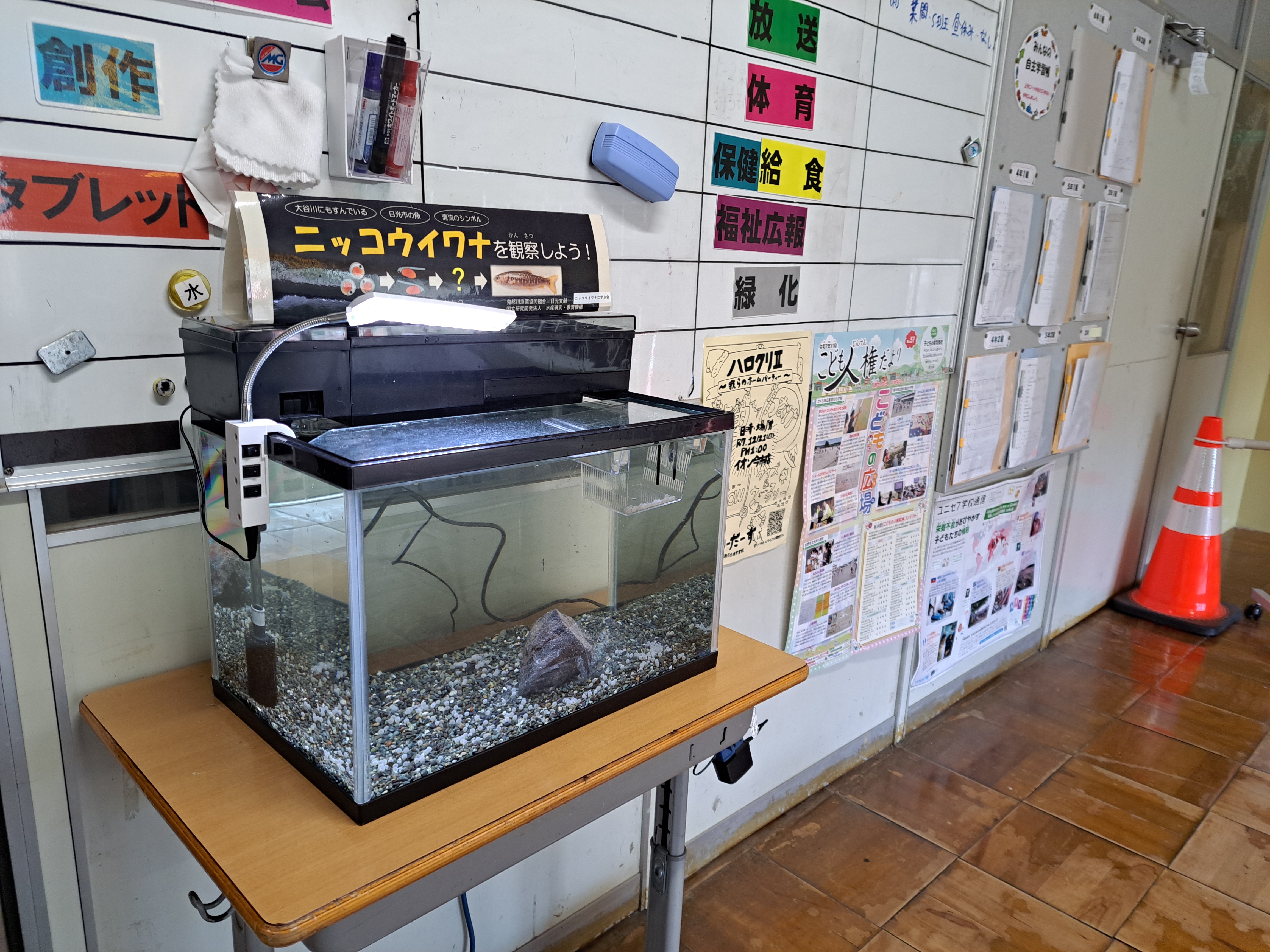 イワナ卵の観察水槽