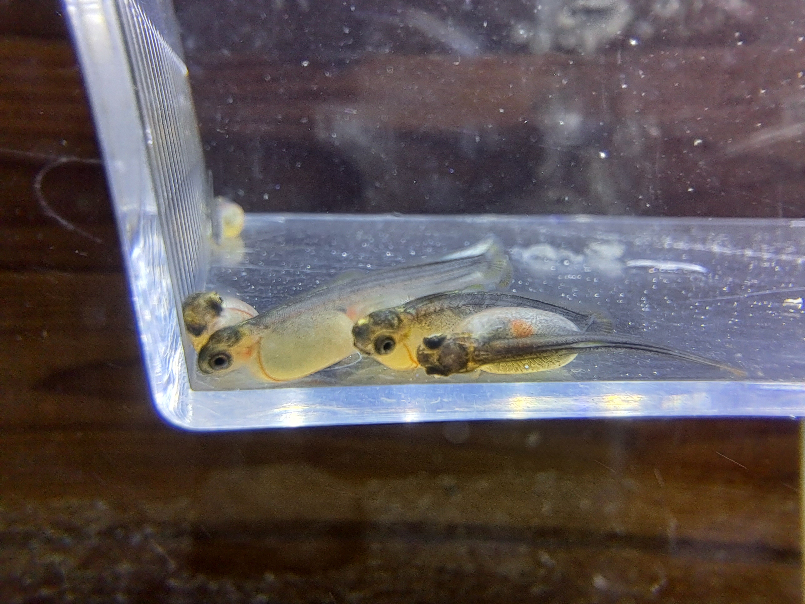 ふ化した稚魚