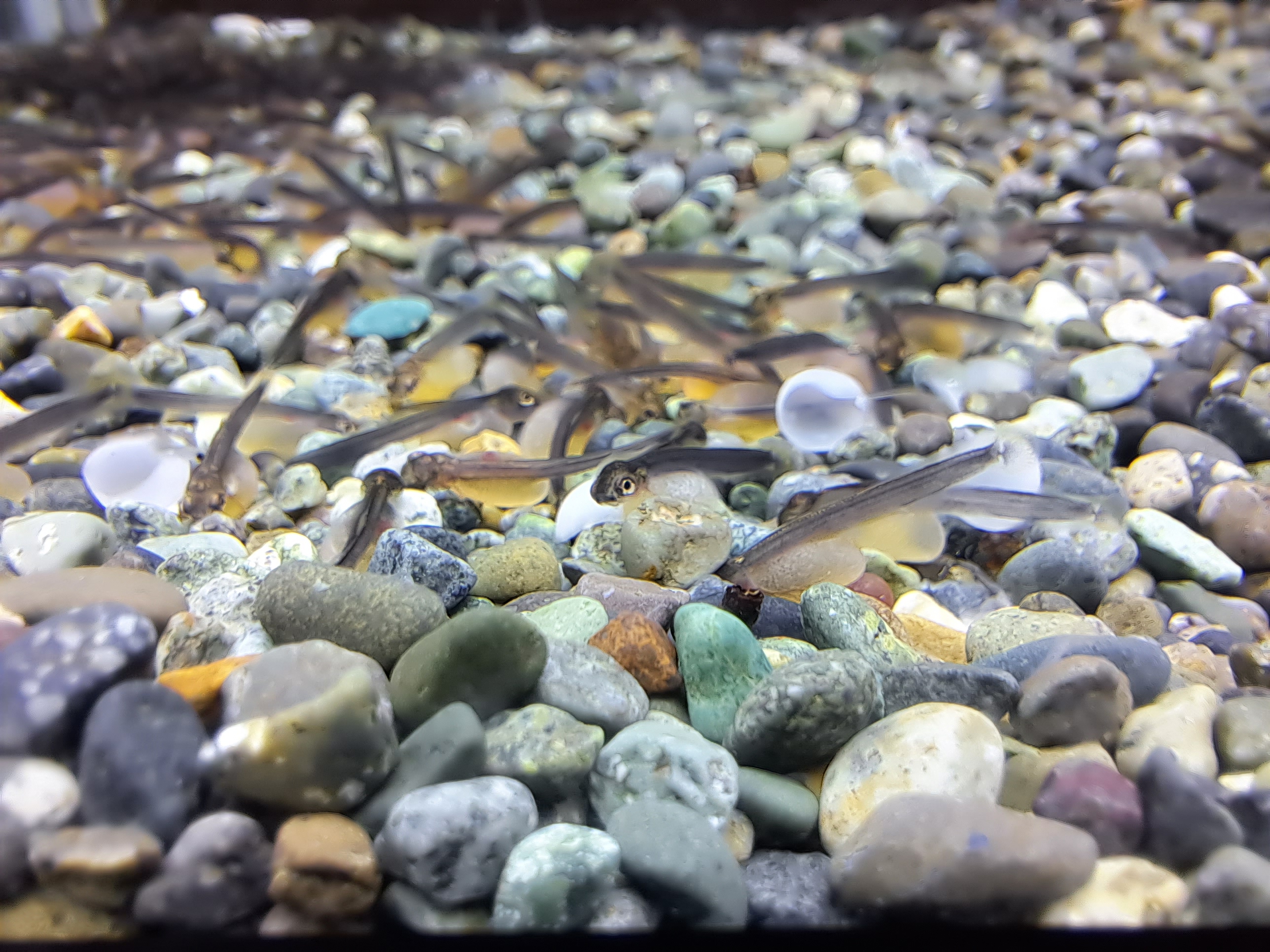 水槽で育つ稚魚