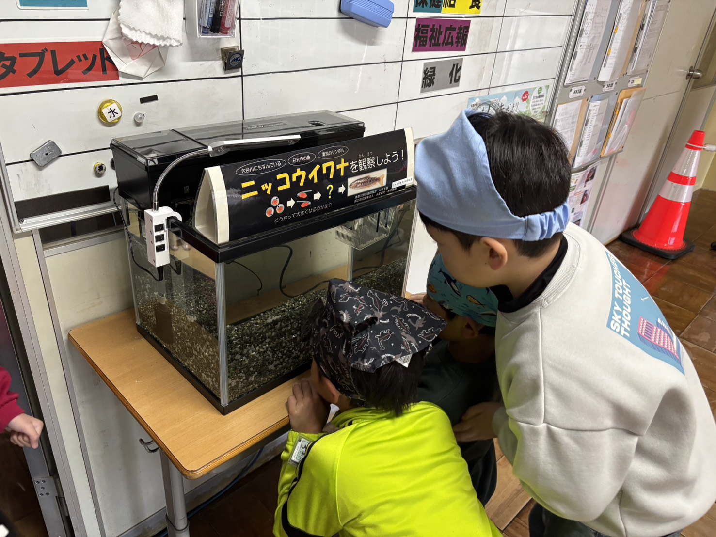 心臓が透けて見える稚魚