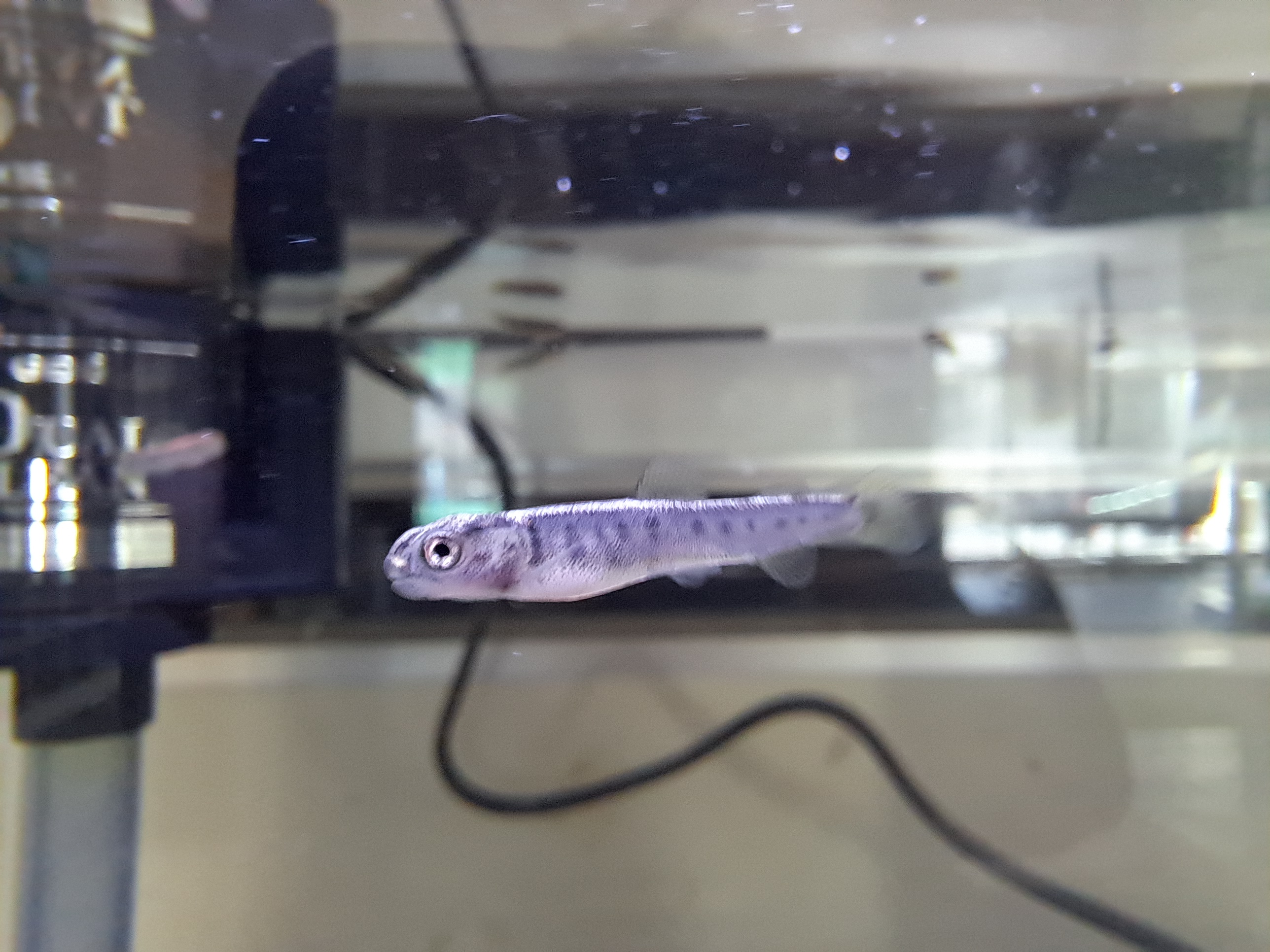 イワナ稚魚の卒業