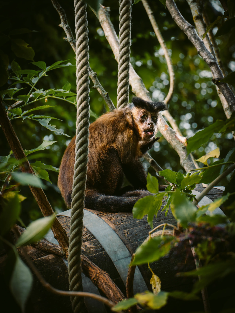 monky on a barrel with ropes
