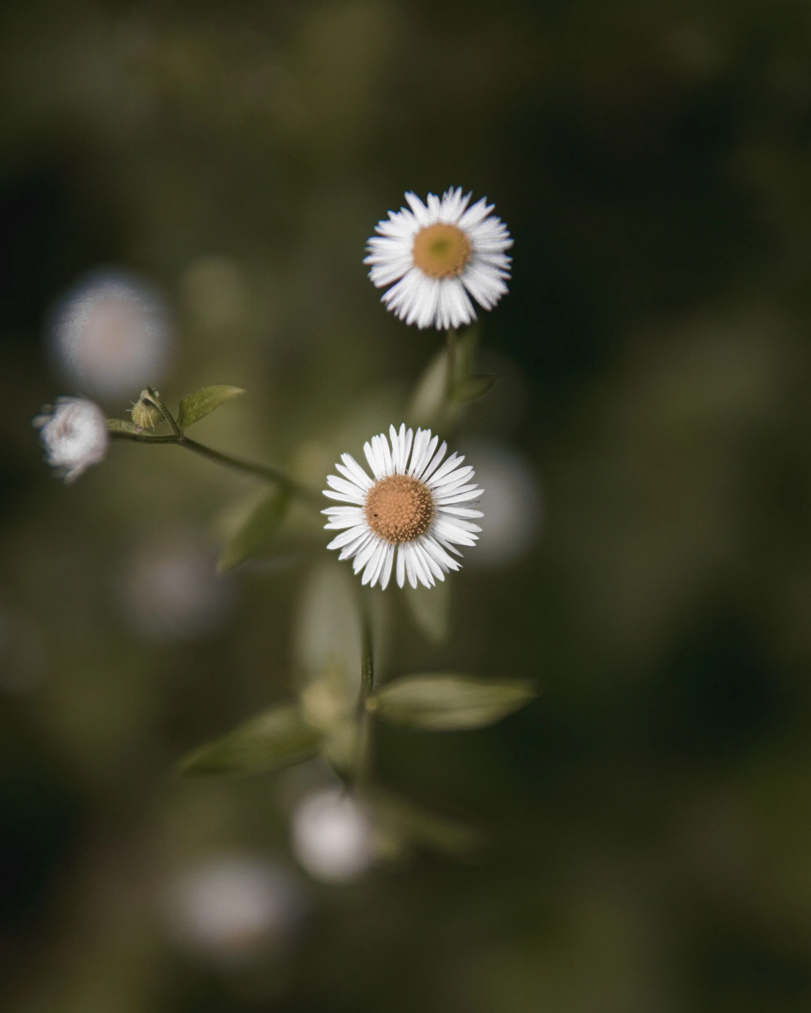 whiteFlower