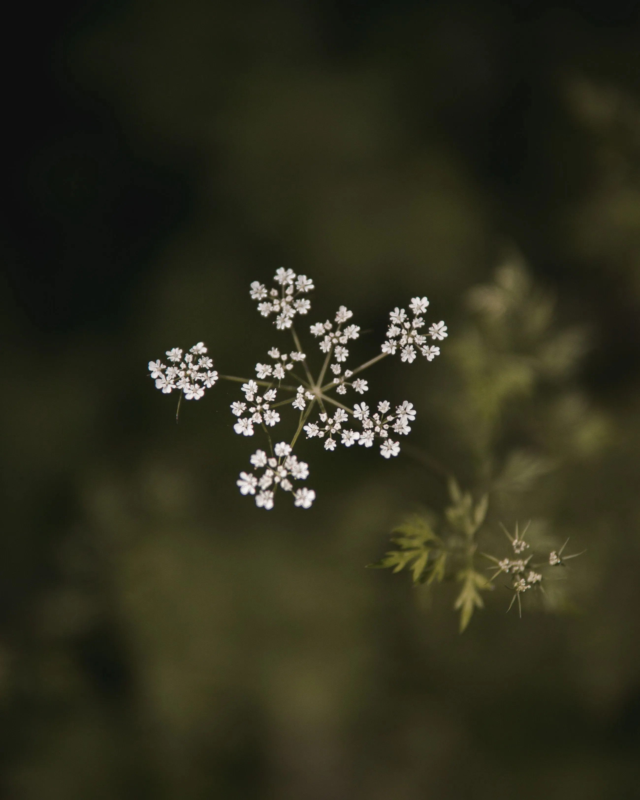 whiteFlower2
