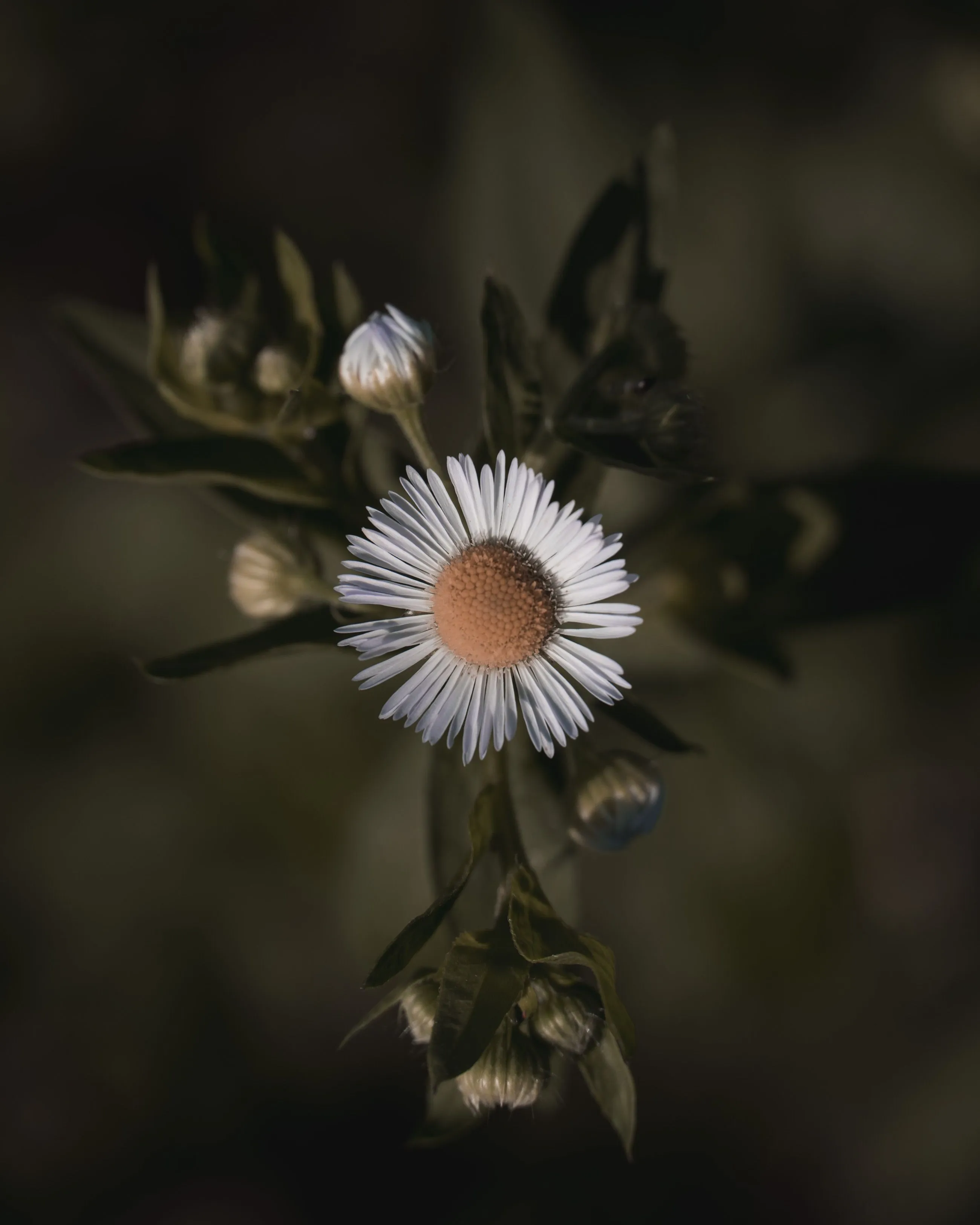 whiteFlower3