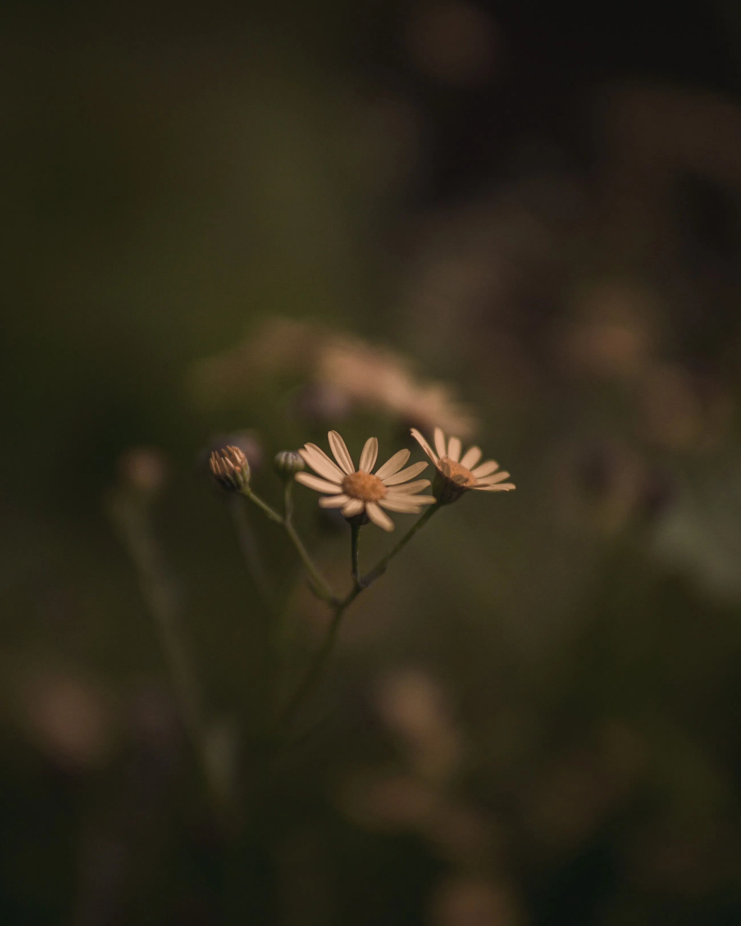 yellowFlower