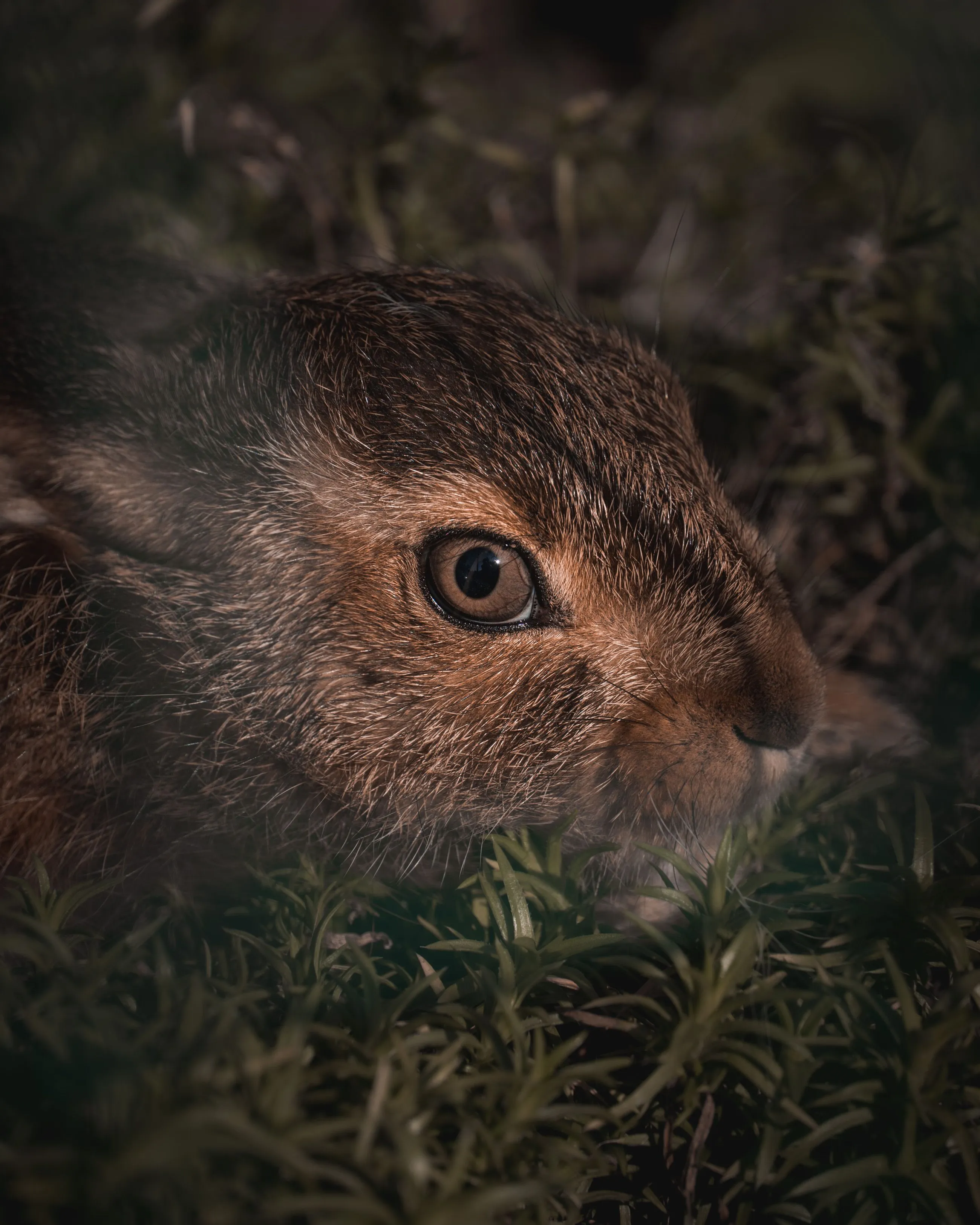 bunny