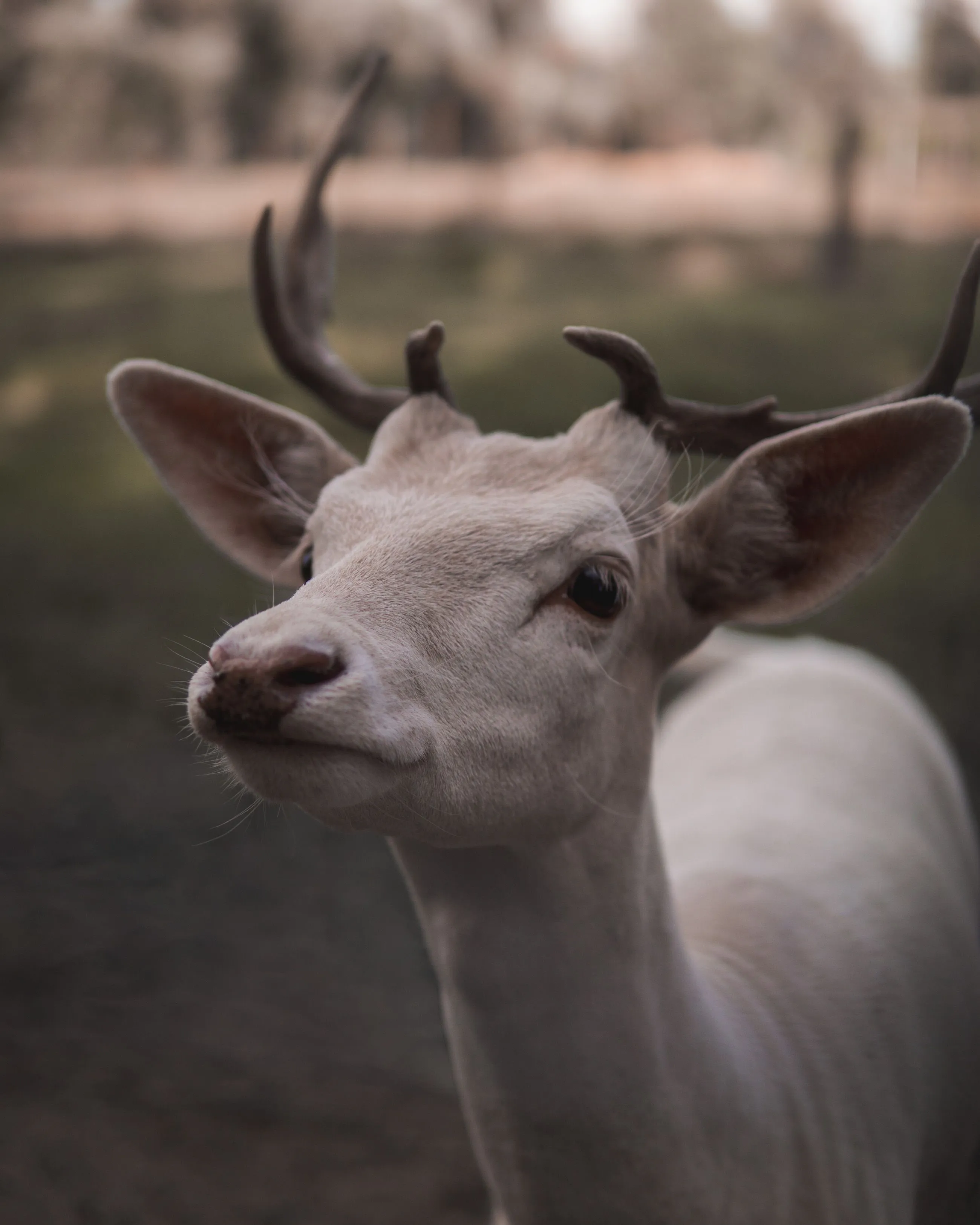 deer