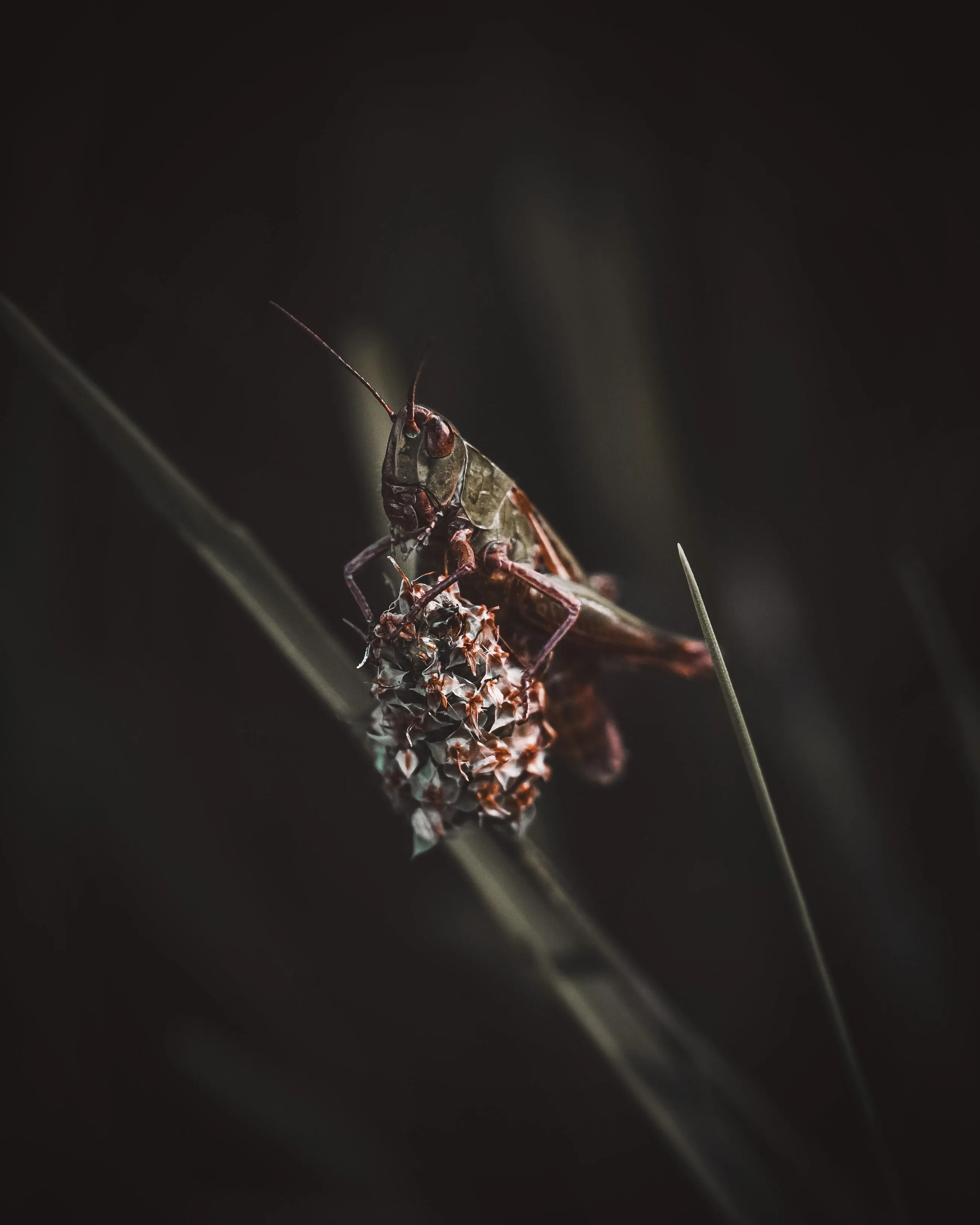 grasshopper