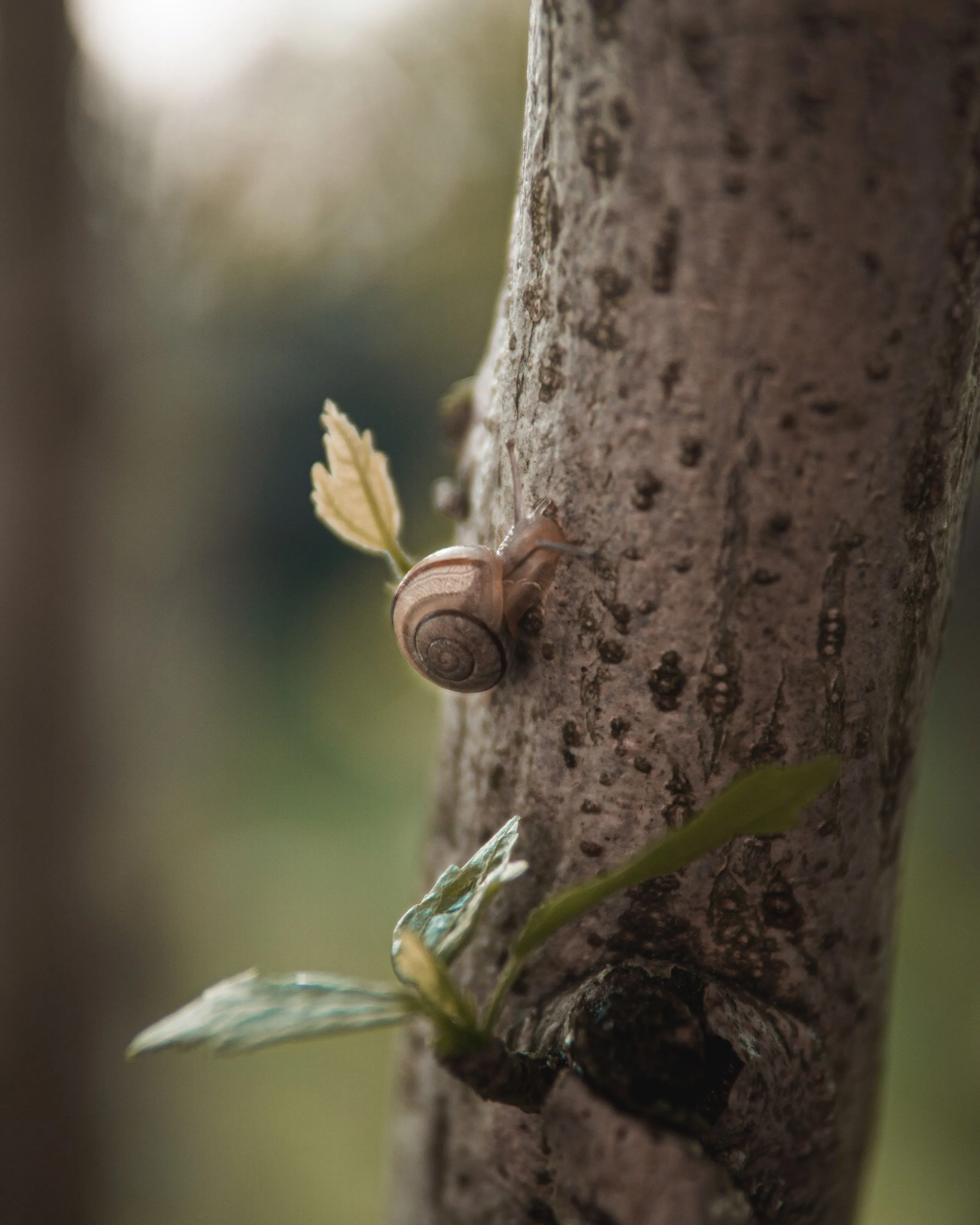 snail