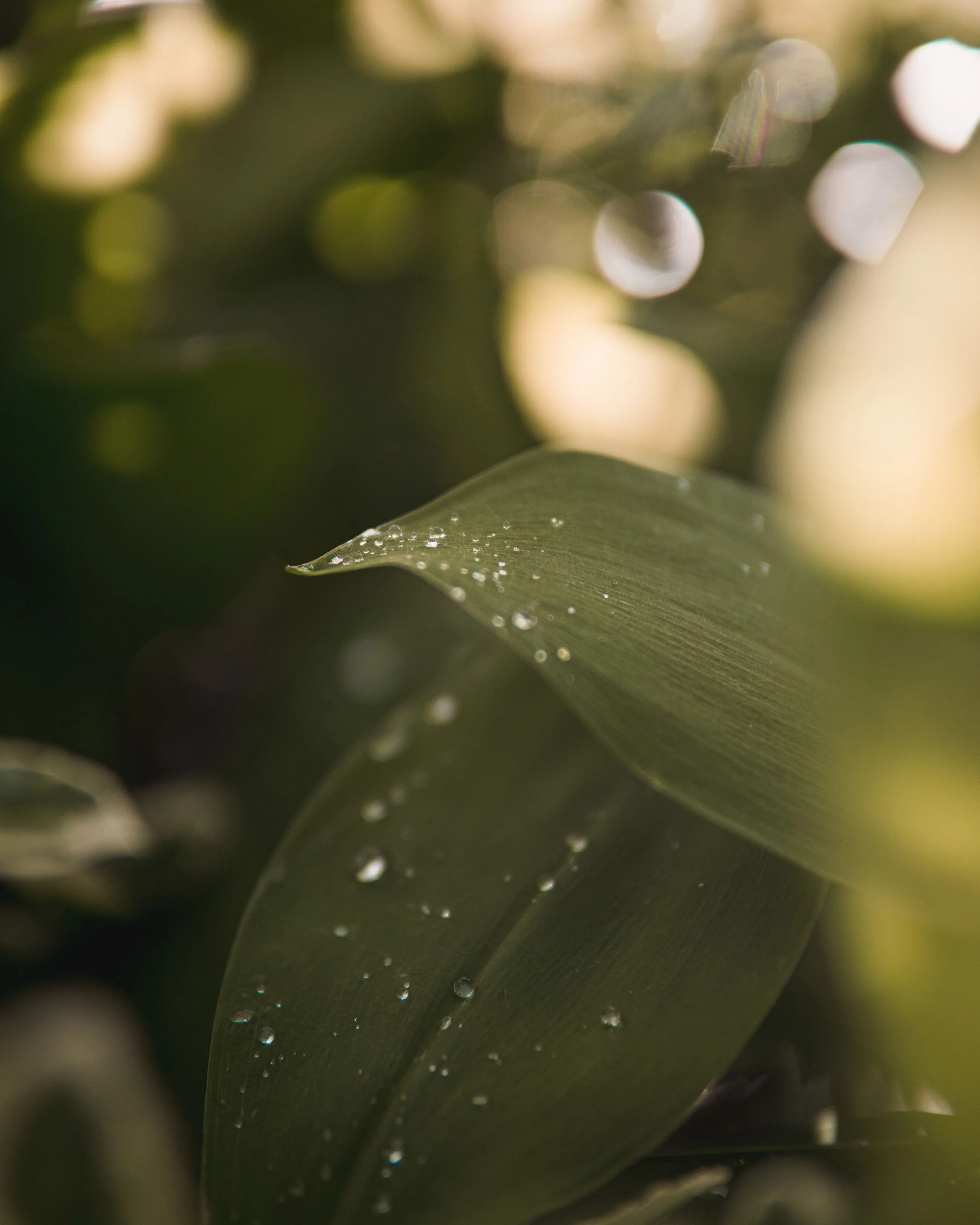 closeUpWaterDrops