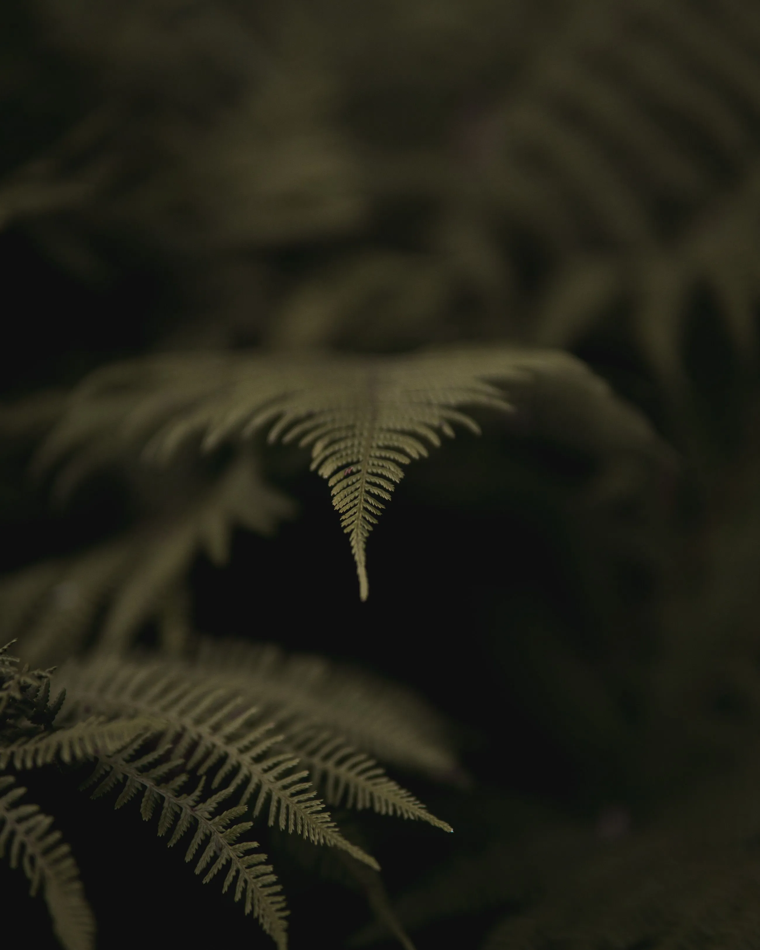 fern