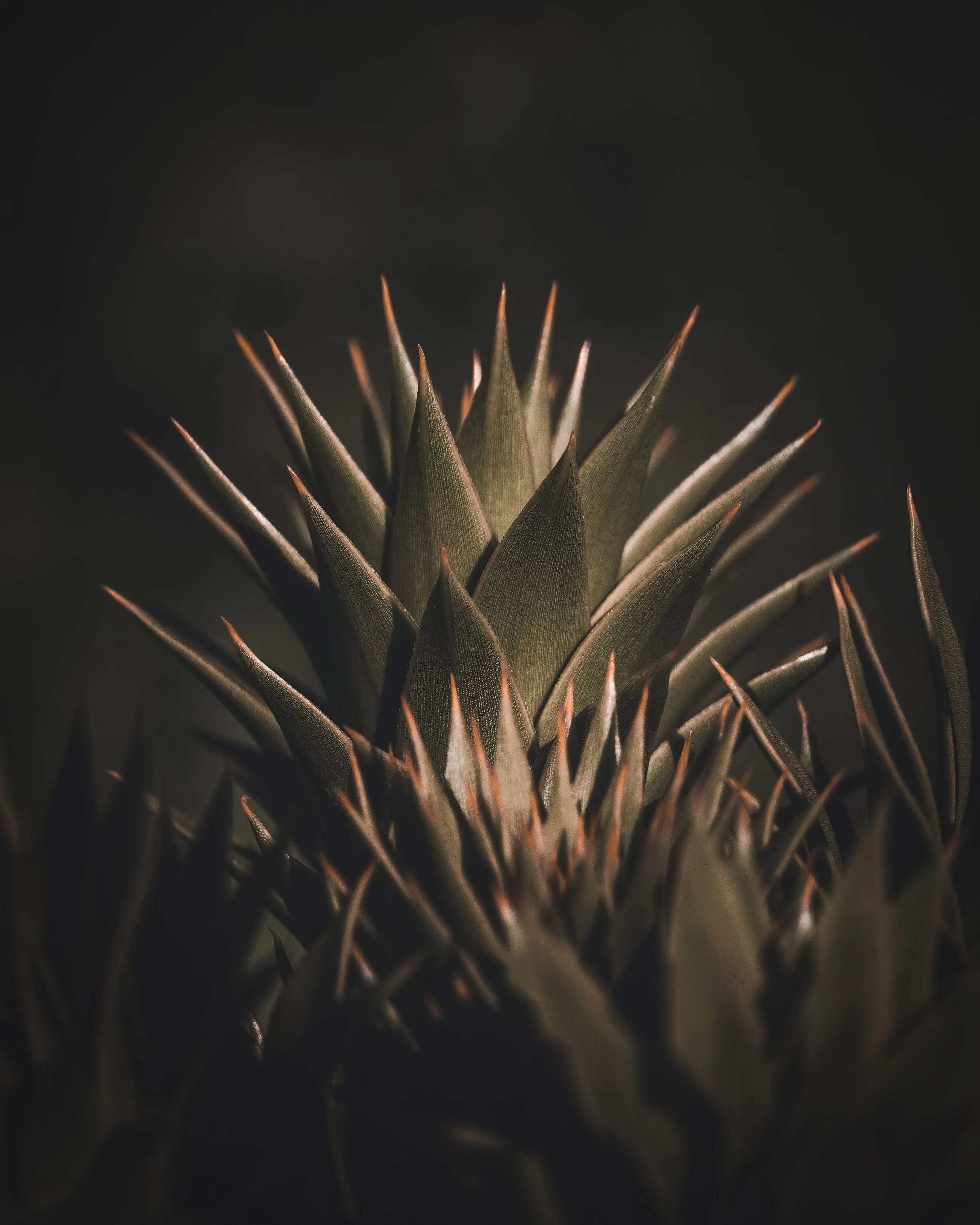 plant