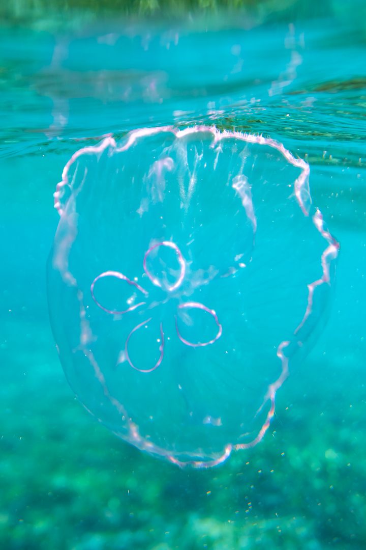 Moon Jelly III
