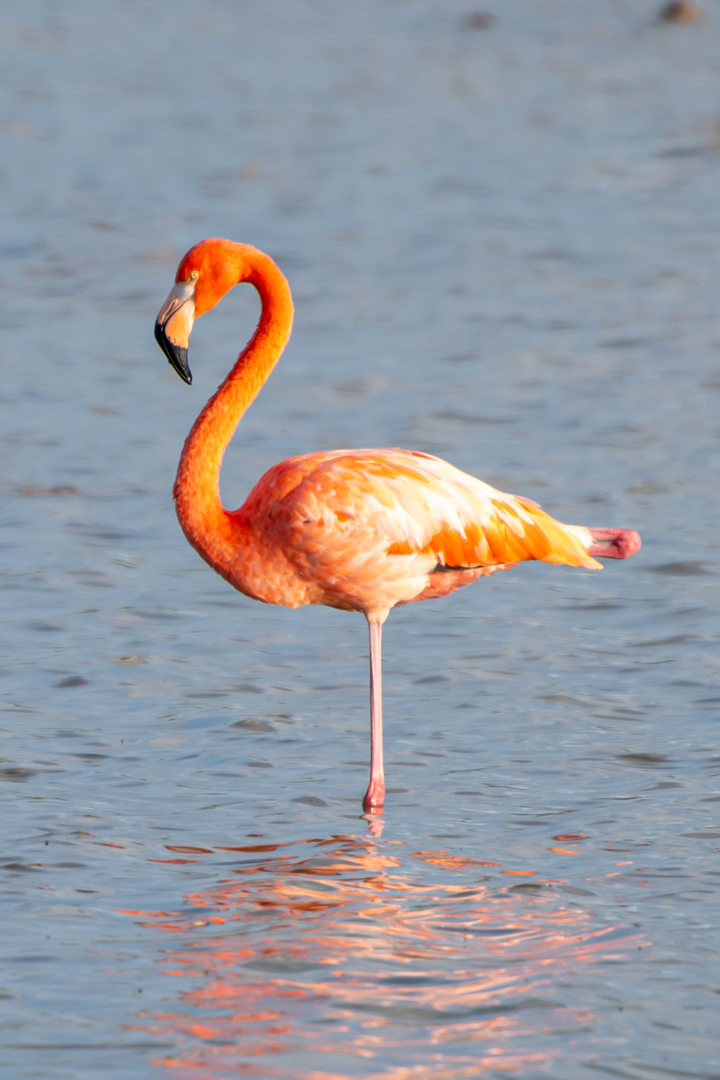 Flamingo GT