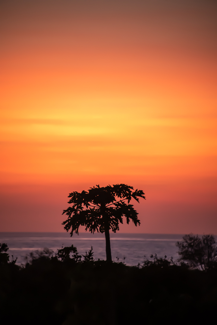 Papaya Sunset