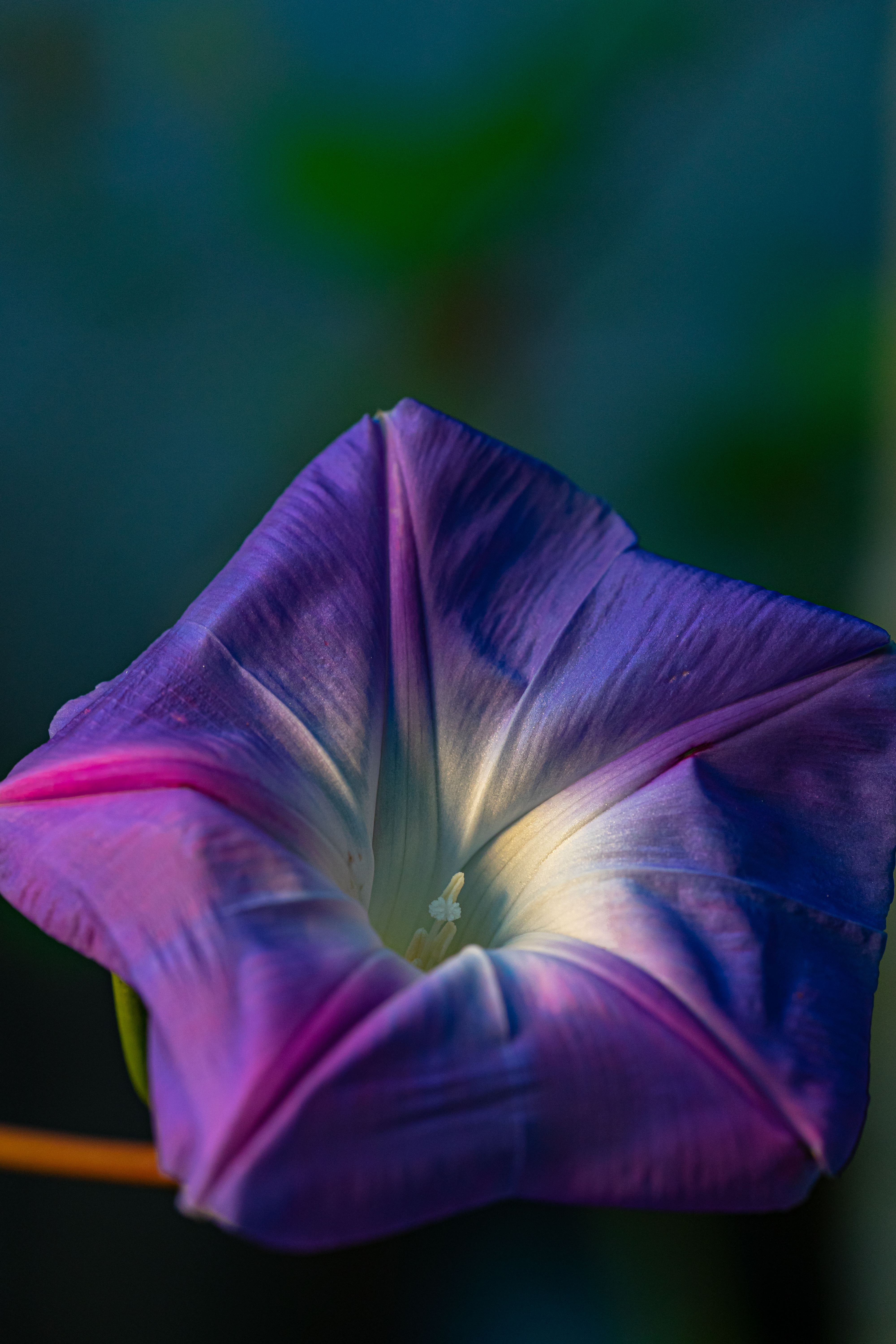 Autumn Flower in the garden