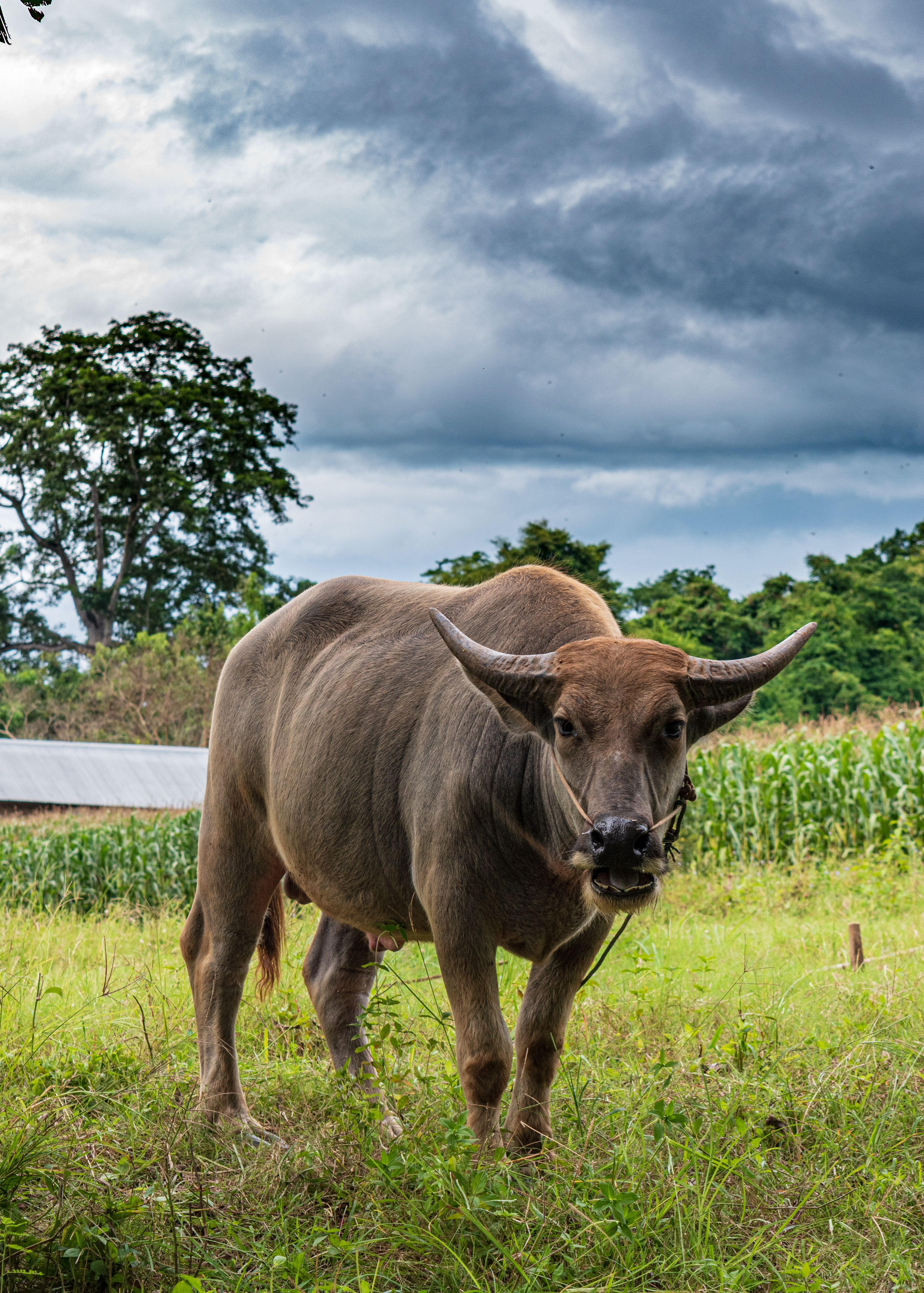 Water Buffalo