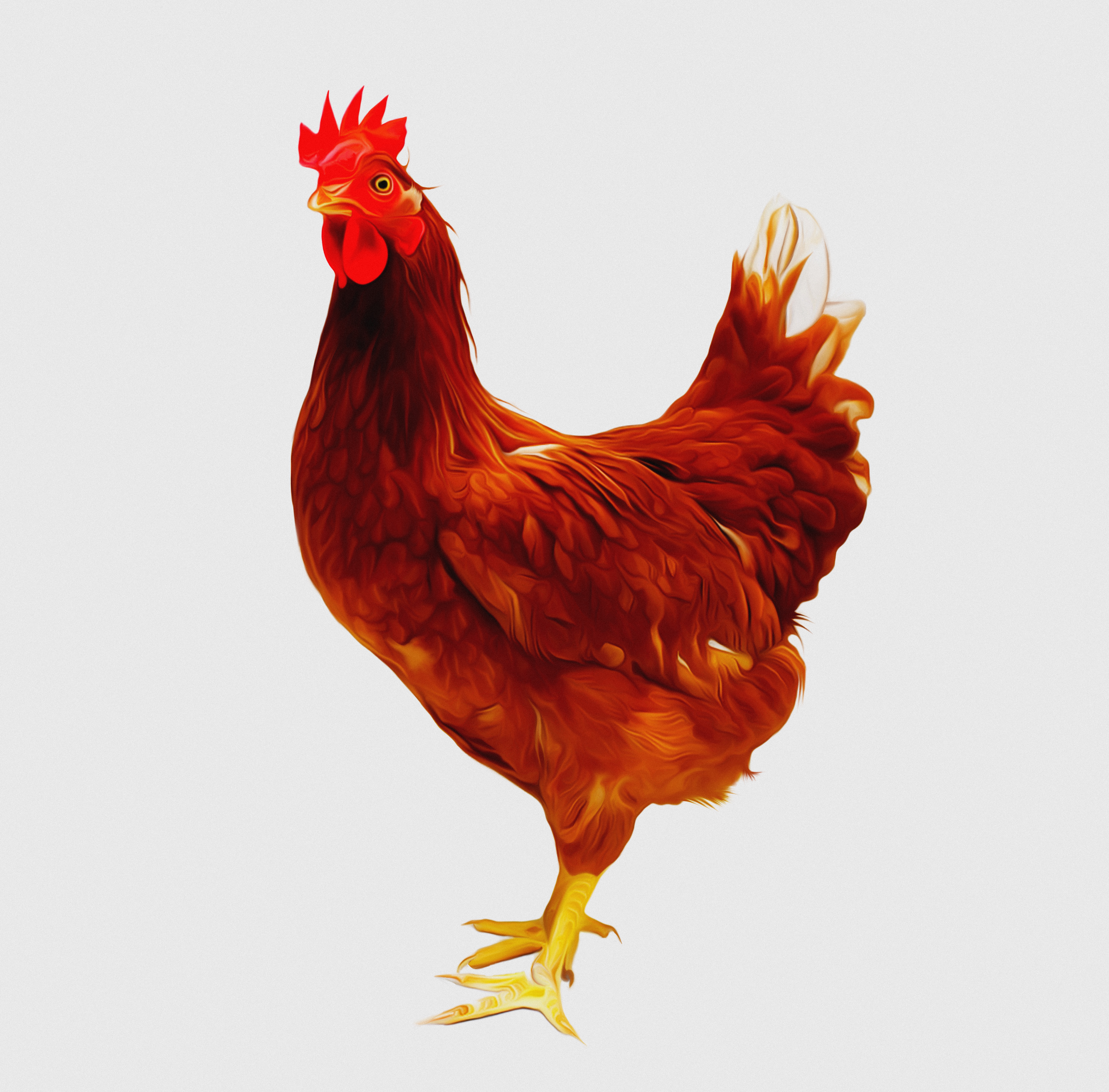 The Cockerel