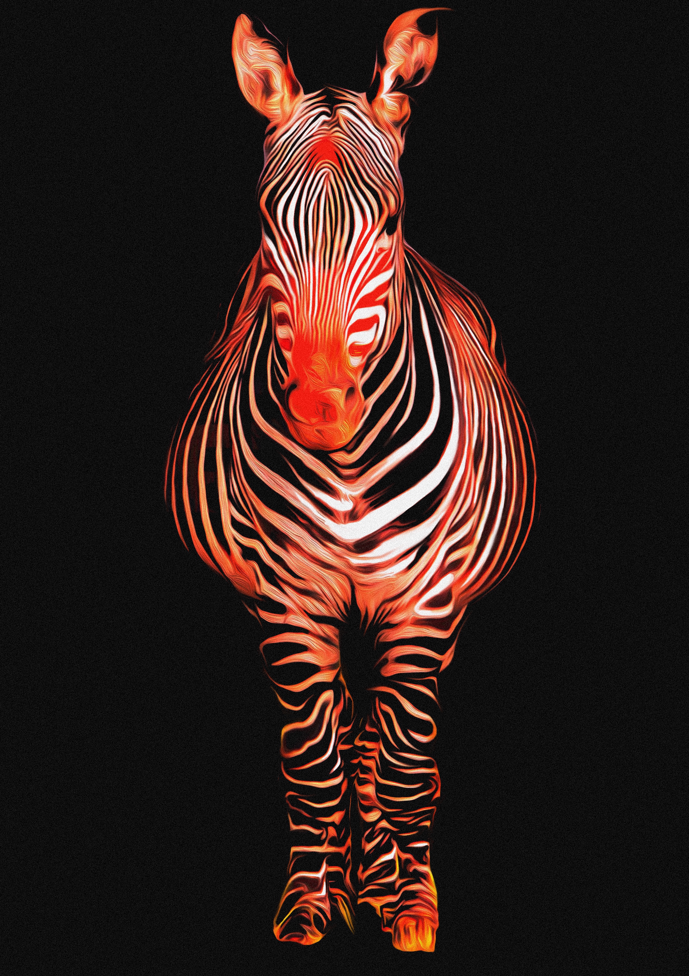 Zebra