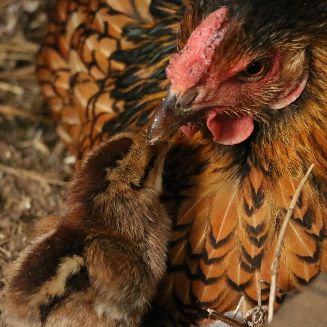The Broody Hen