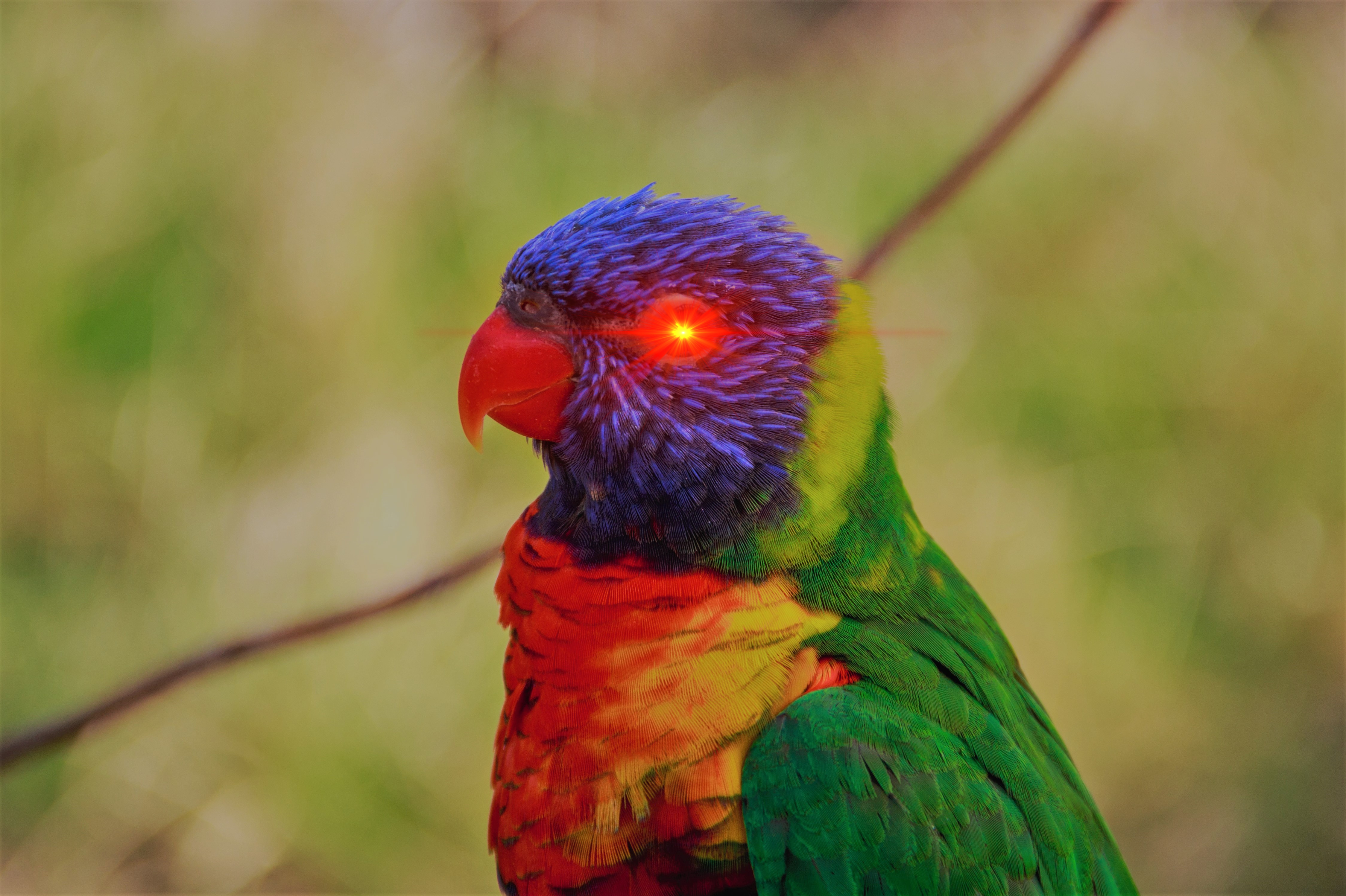 Bitcoin Lorikeet