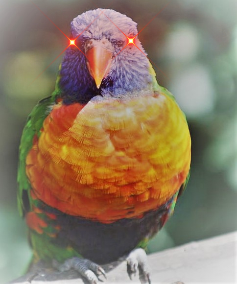 Bitcoin Lorikeet #03