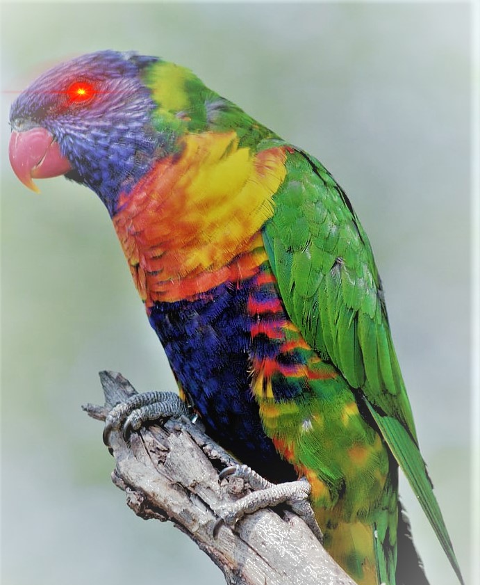 Bitcoin Lorikeet #04