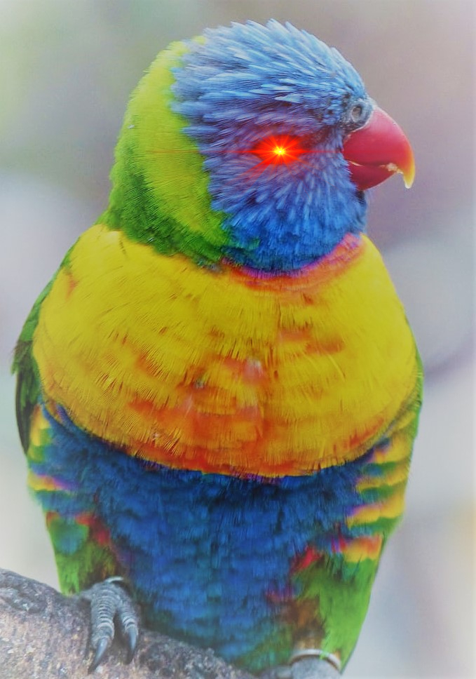 Bitcoin Lorikeet #02