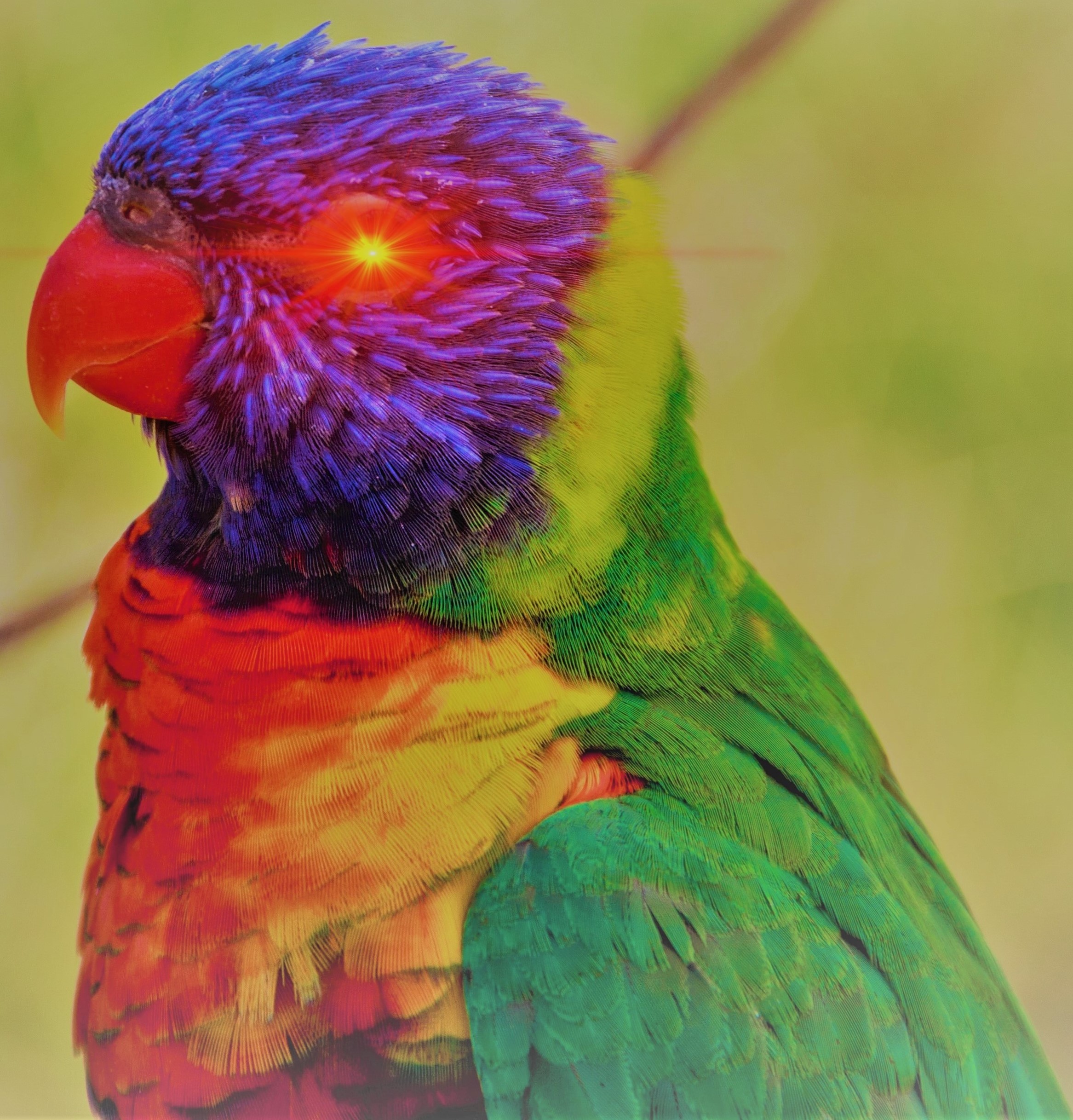Bitcoin Lorikeet #01
