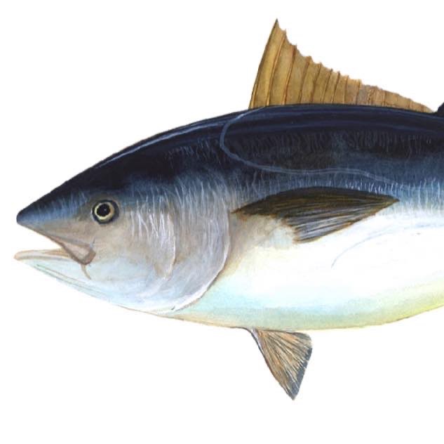 Out of Tunas (B.P.F. 2026)