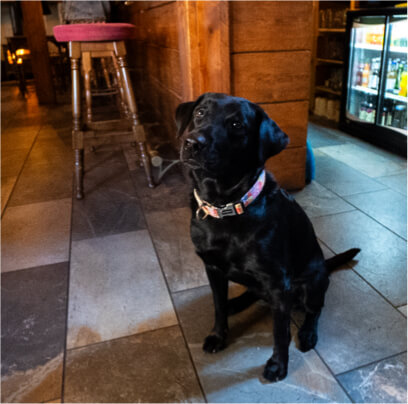 The New Quay Inn Pub