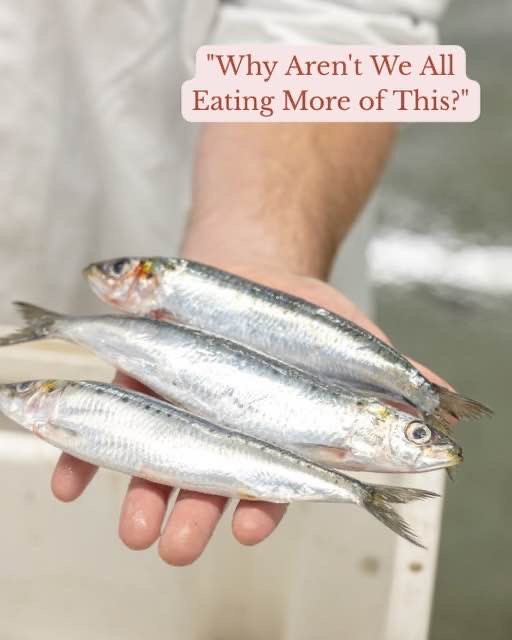 Why Aren’t We Eating More Sardines