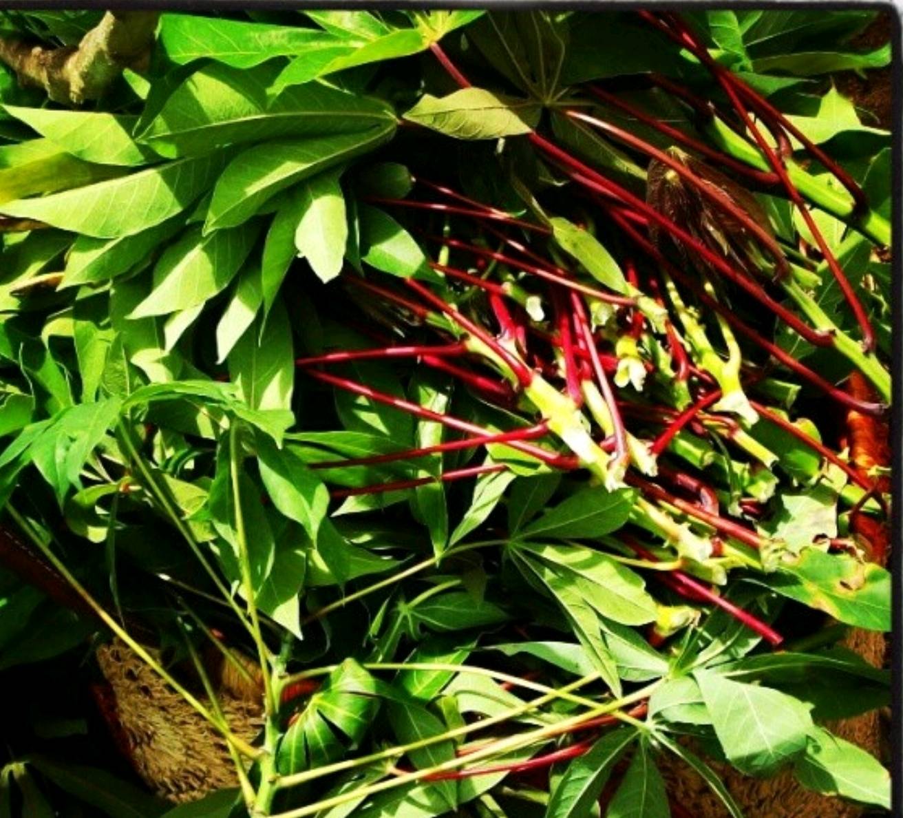 radiatori brède manioc  — visuel 3