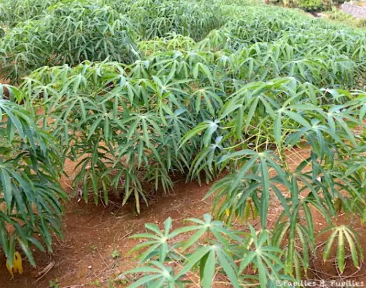 radiatori brède manioc  — visuel 4