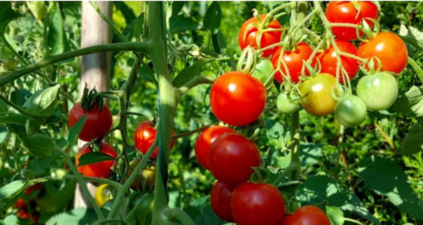 canestrini tomates  — visuel 2