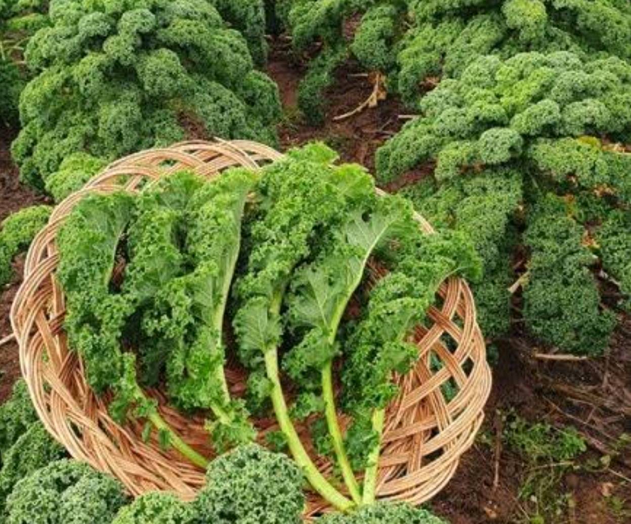 pappardelle brède chou kale — visuel 3