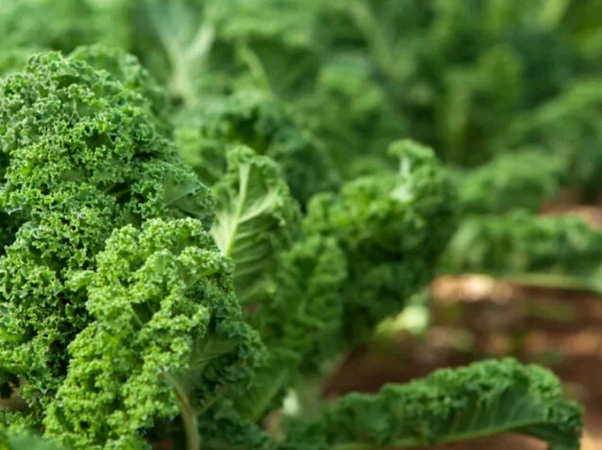 pappardelle brède chou kale — visuel 4