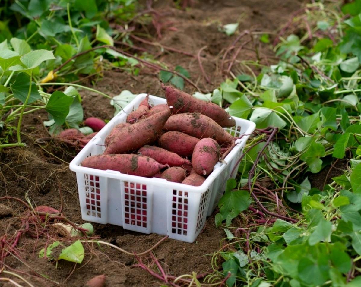 bucatini long patate douce  — visuel 2