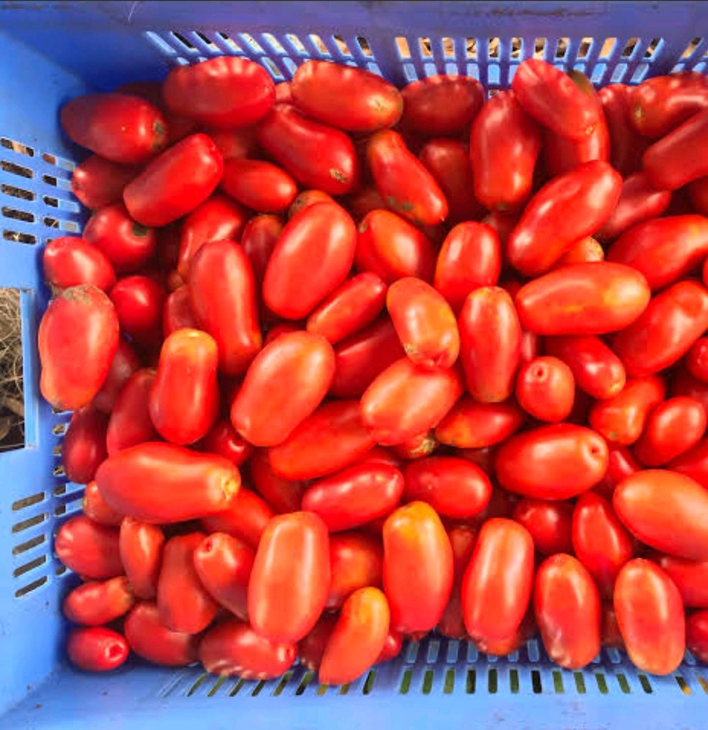 radiatori tomates — visuel 2