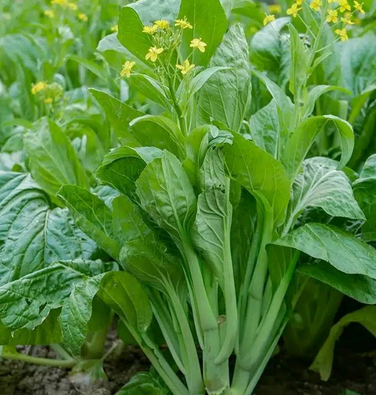 penne brede choux d'chine — visuel 2