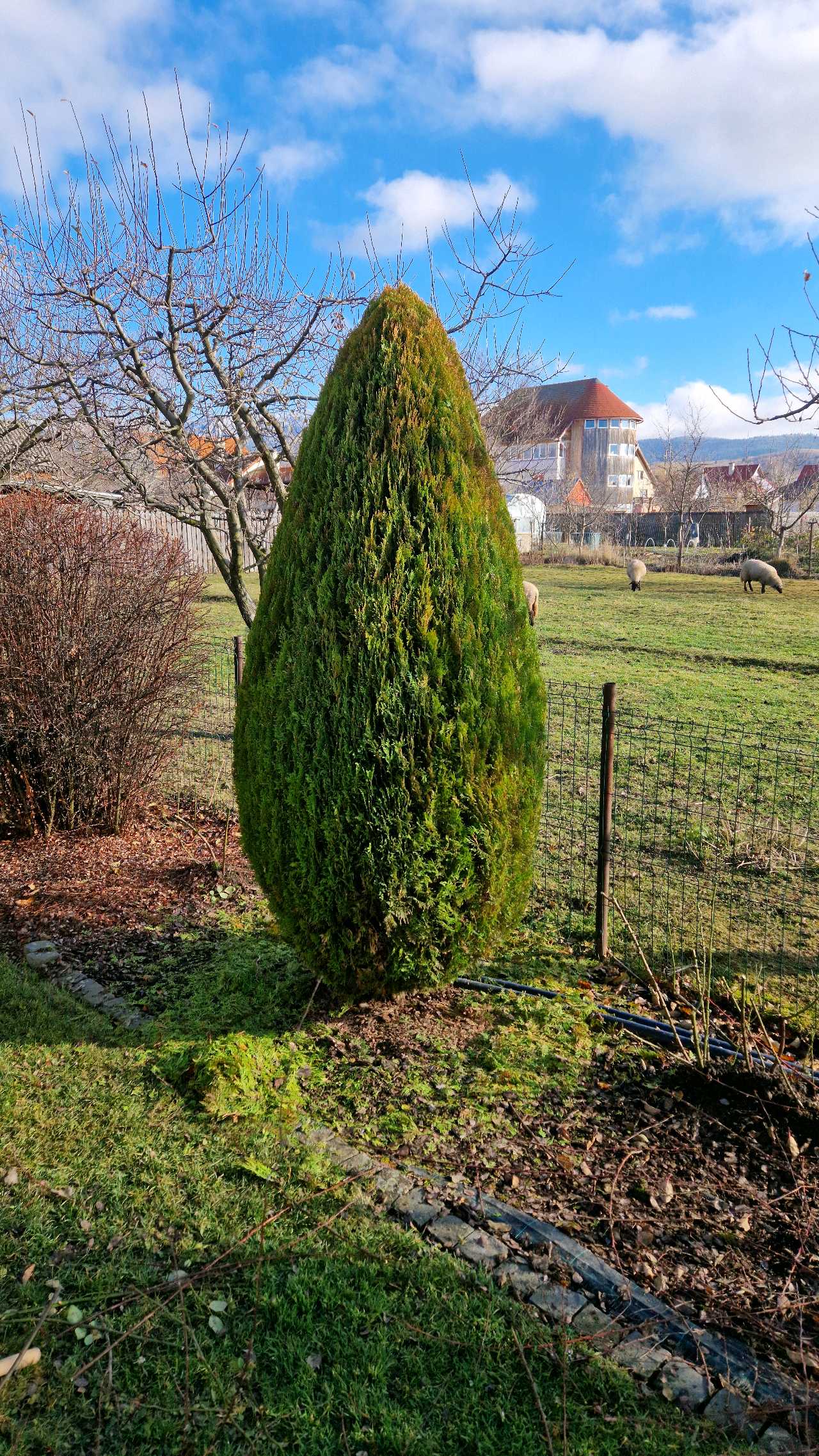 TumaGarden – lucrări 4