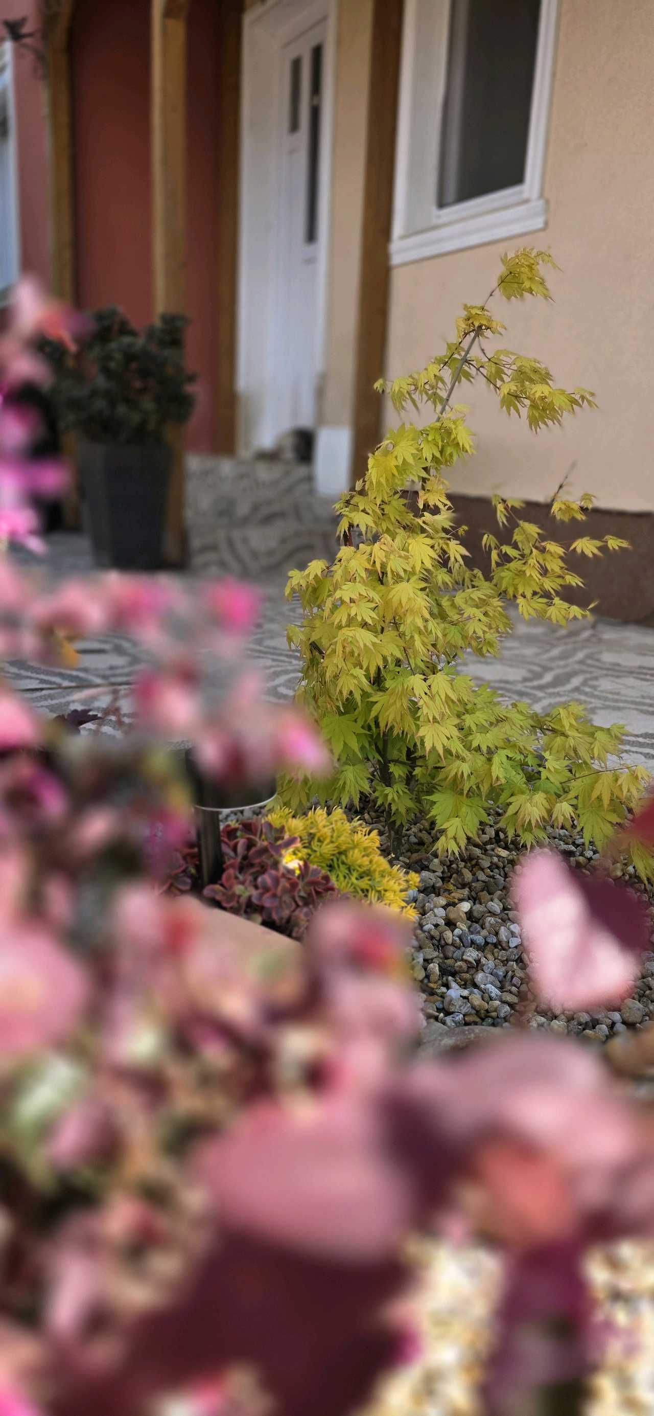 Garden Roses – lucrări 4