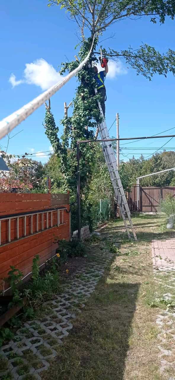 To-Ni. Garden /Czékmány Tamás ev. – lucrări 7