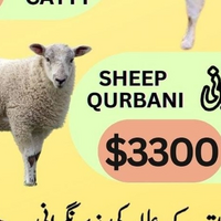 Sheep Qurabani 🐏 (Eid Only)