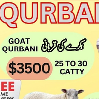 Goat Qurabani 🐐 (Eid Only)