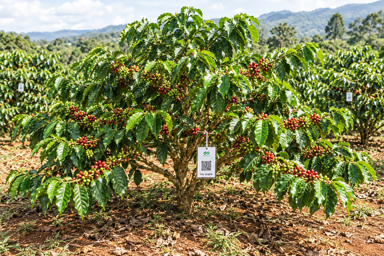 Cà Phê Robusta-2021