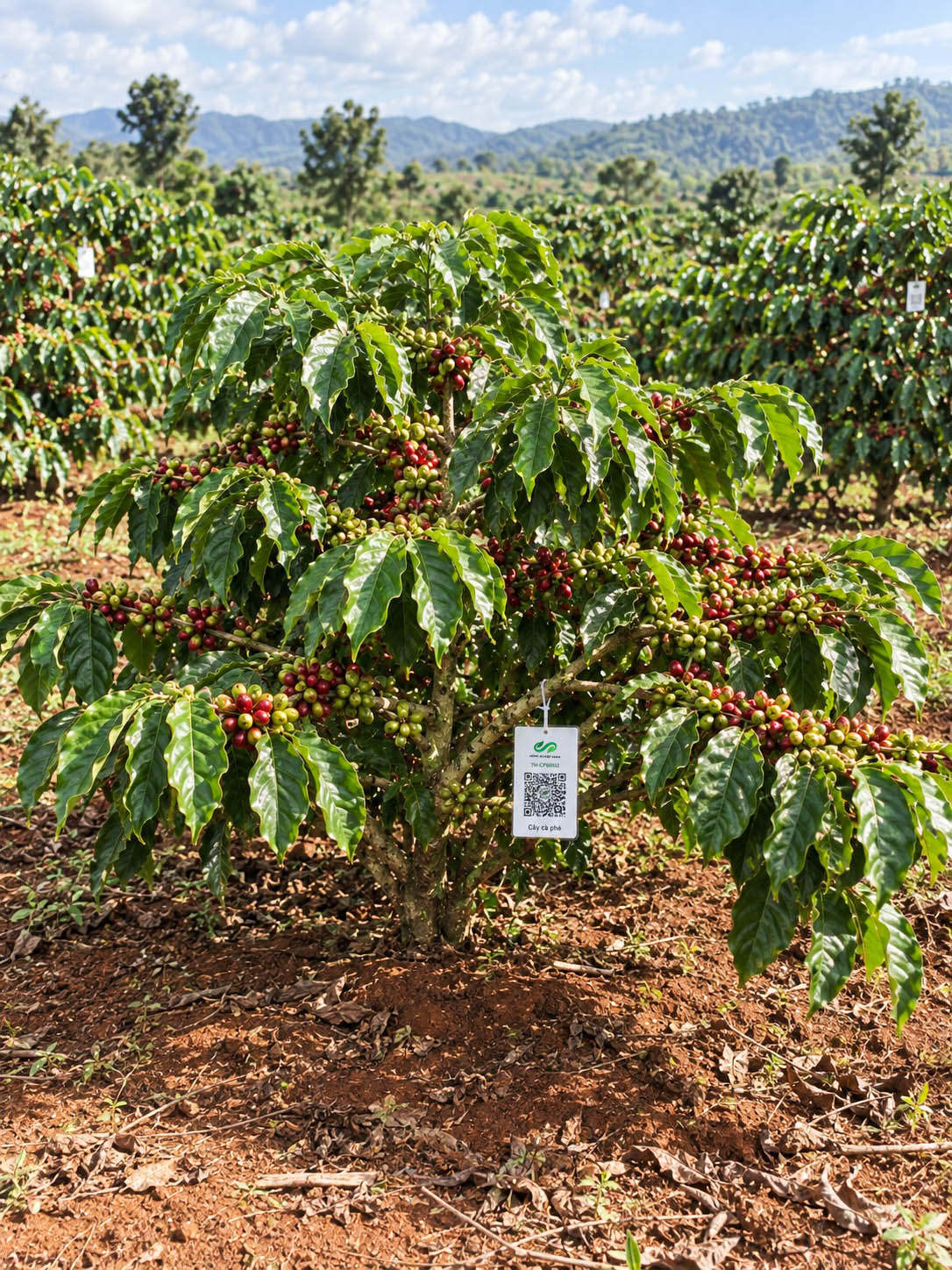 Cà Phê Robusta-2021