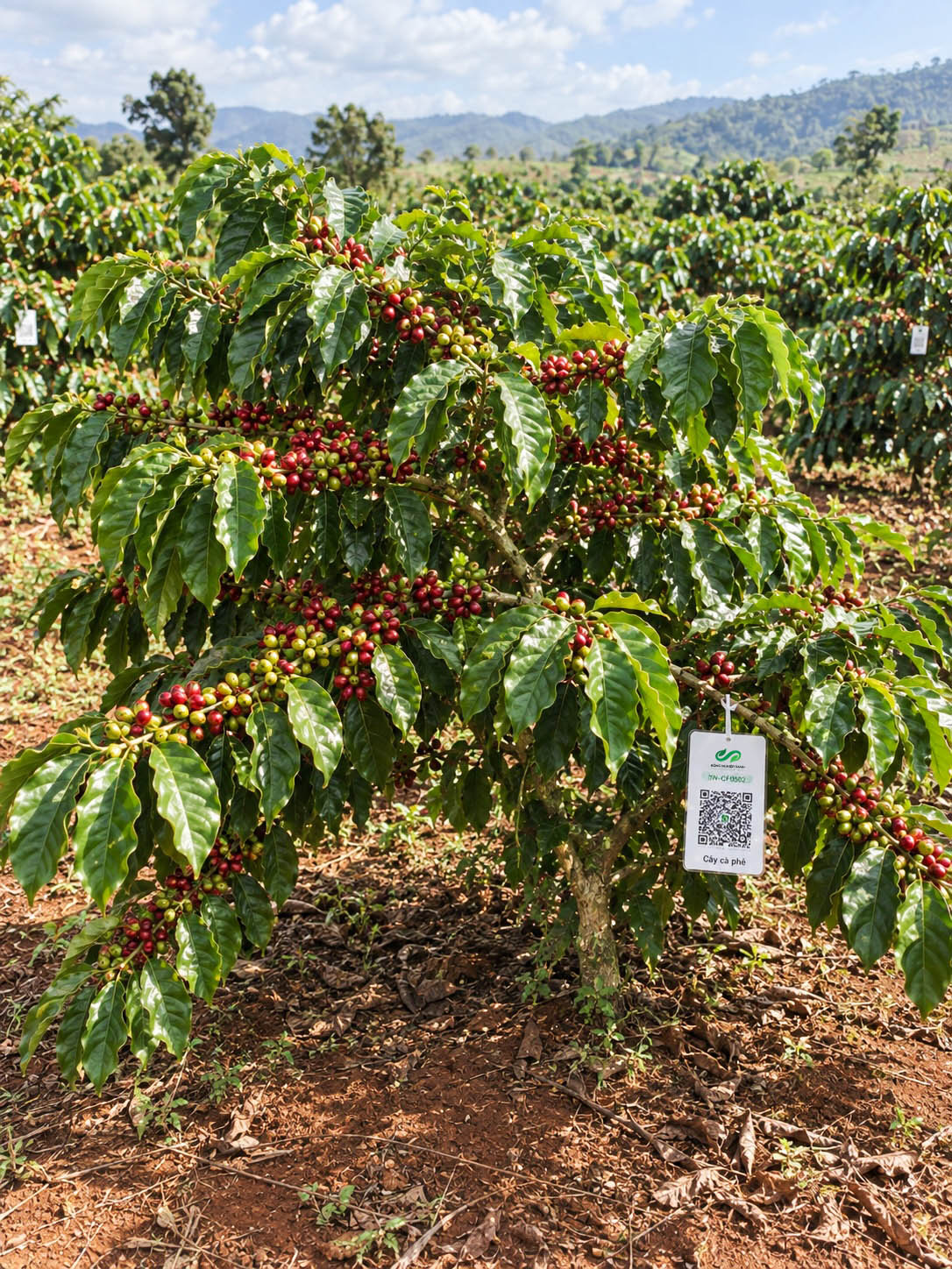 Cà Phê Robusta-2021