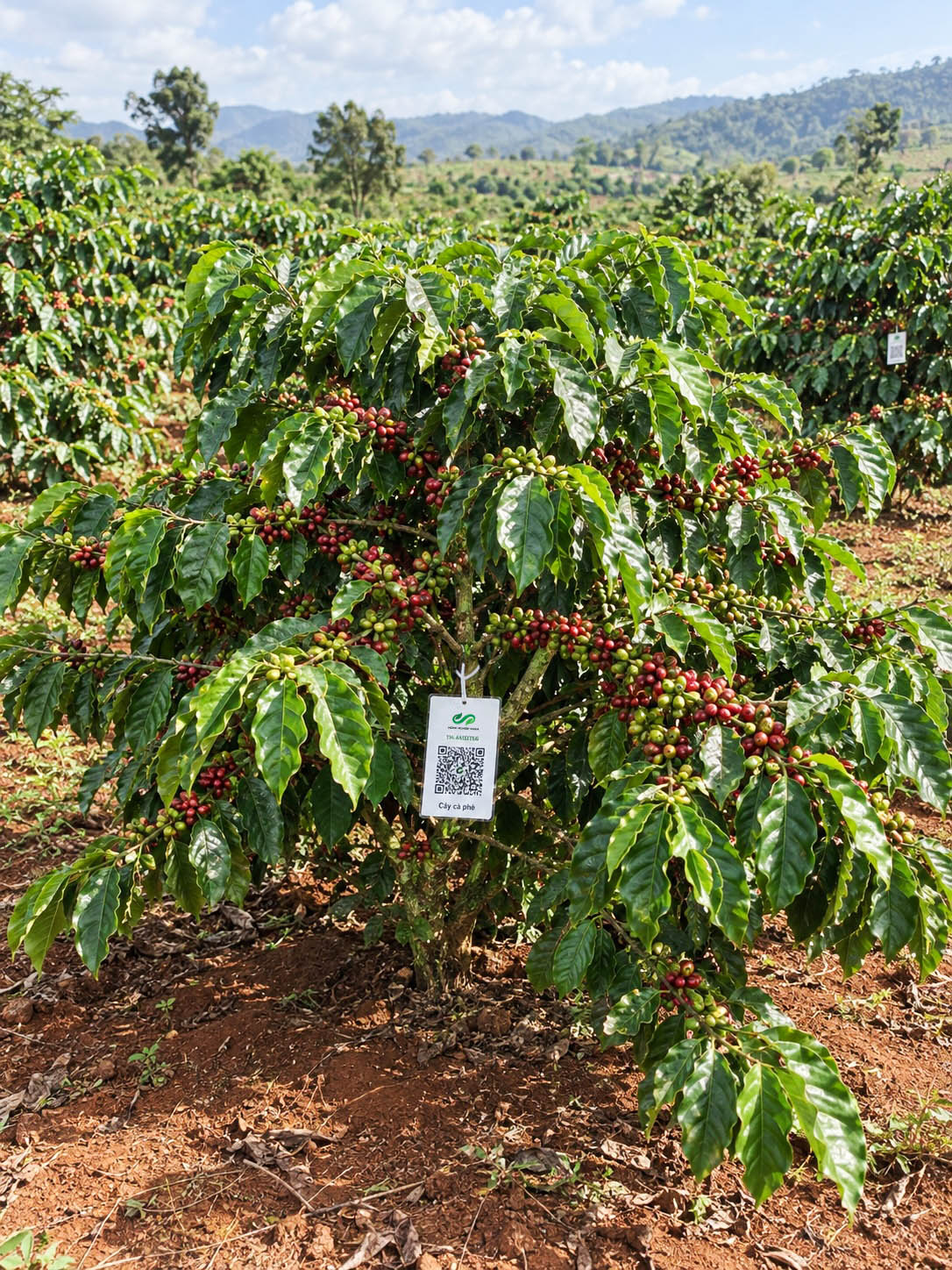 Cà Phê Robusta-2021